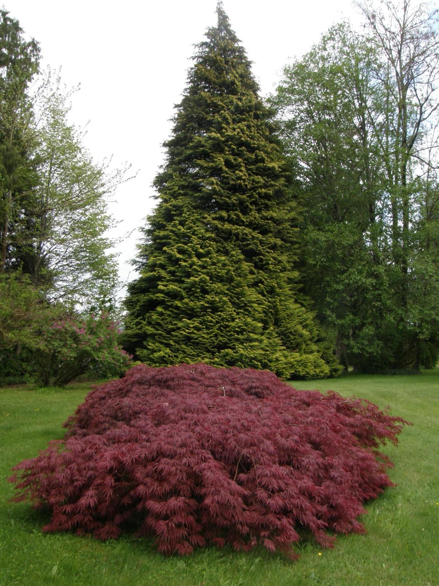 Cedar Wood